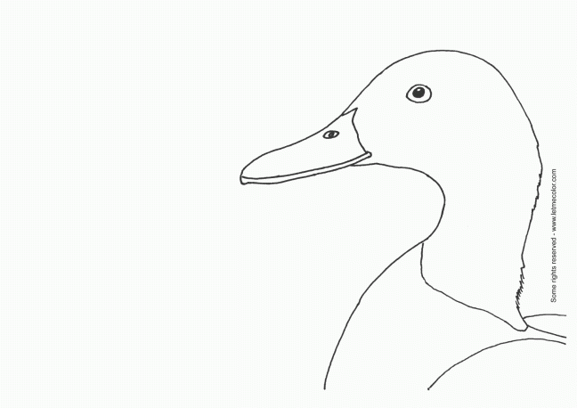 duck_coloring_page